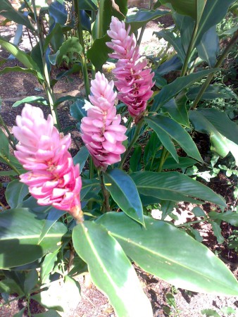 Alpínia, Gengibre-rosa.