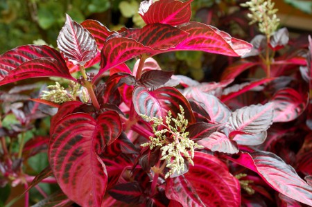 Iresine Herbstii, Coração Magoado, Coração de Maria